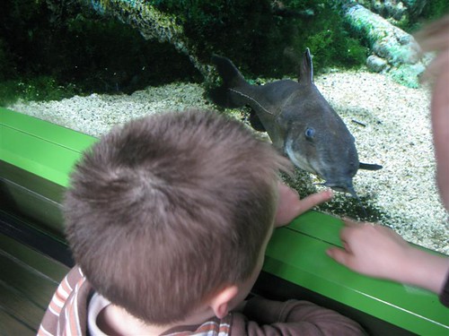 Sealand Aquarium, Noirmoutier 3658600746_07dba5448c