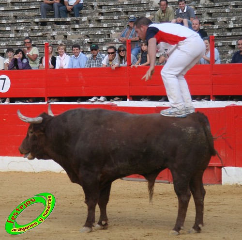 Concurso de cortes en Alfaro (La Rioja) 5-09-2009 toros de Toropasion 3906565094_45e53bb469