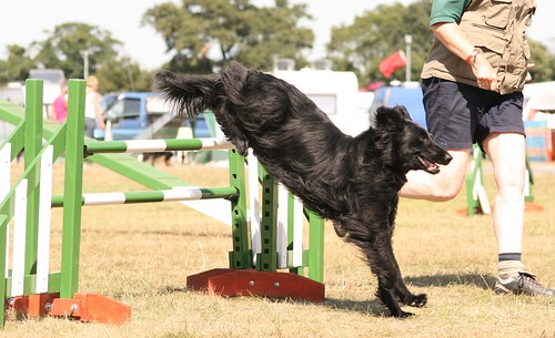 Gladkodlaki prinašalec [Flat coated retriever] - Page 2 3911115147_85d235abc9