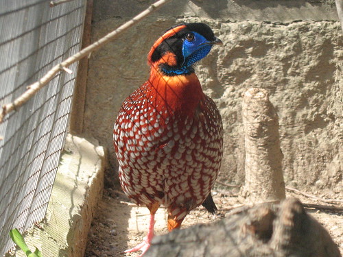 As especies de Tragopans 3357428139_7389377c57