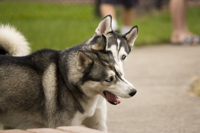 Florida Huskies and the NEW addition 9/5/13 - Page 2 5751654420_1e9a494746_z