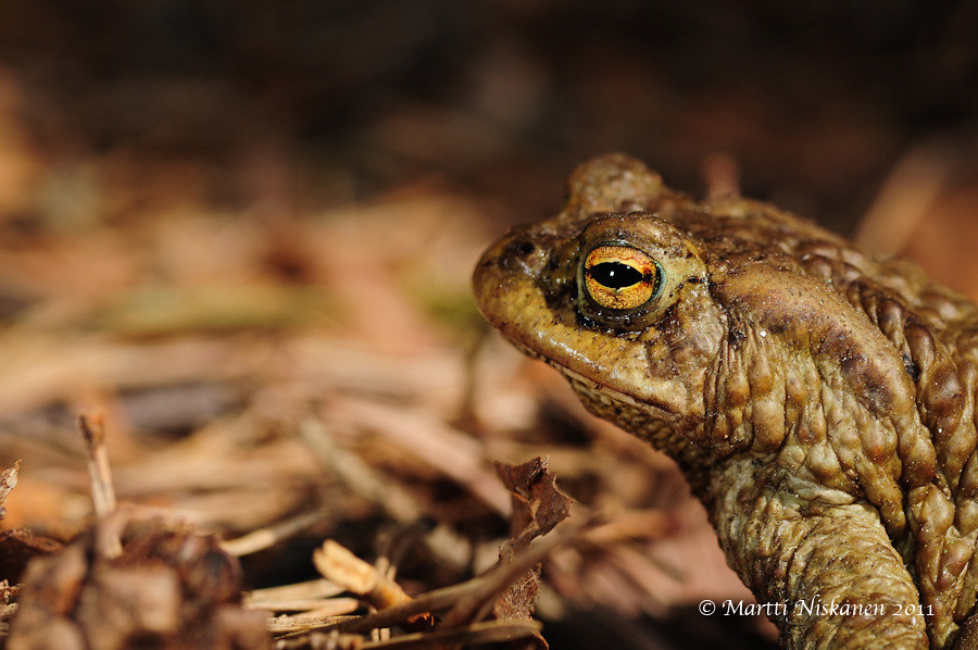 Finnish toads 5707141095_0828071b63_b