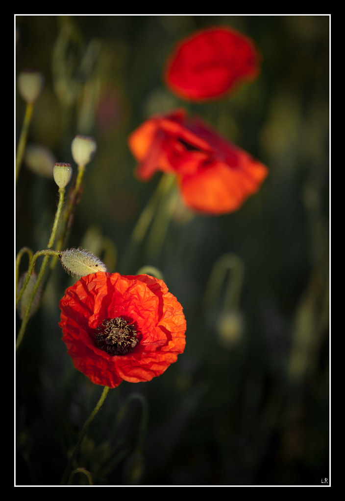 Coquelicot 5751600200_520963170a_b