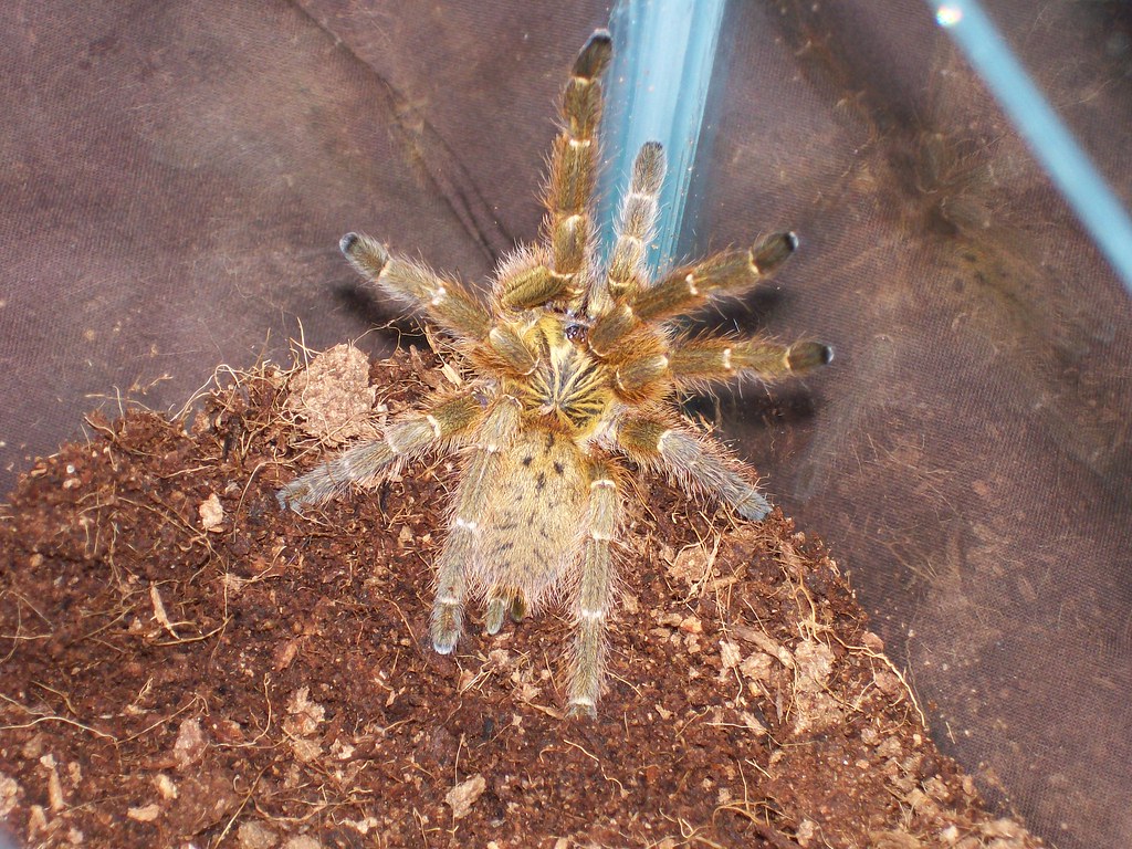 My Rehoused OBT 3390103627_65bb7e5f56_b