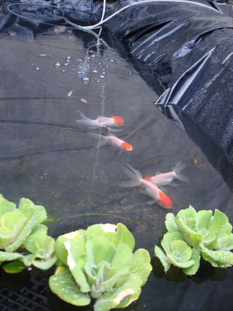 mga goldfish sa pond 3852084633_1578bd040f_b