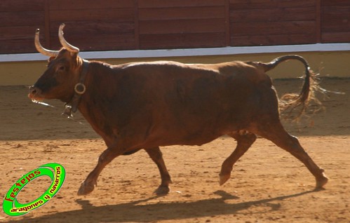 Tudela (Navarra) 26-07-2009 Ganaderia Ustarroz (Arguerdas, Navarra) 3765621391_38264e7313