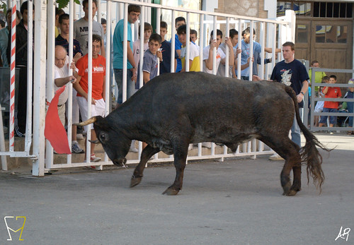 Magallón (Zaragoza) 9.8.2009 Ganadería Merino Gil - Garde (Marcilla, Navarra) 3807886316_089976e372