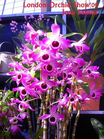 Montra das orquídeas 3380391790_54a0ae82e0