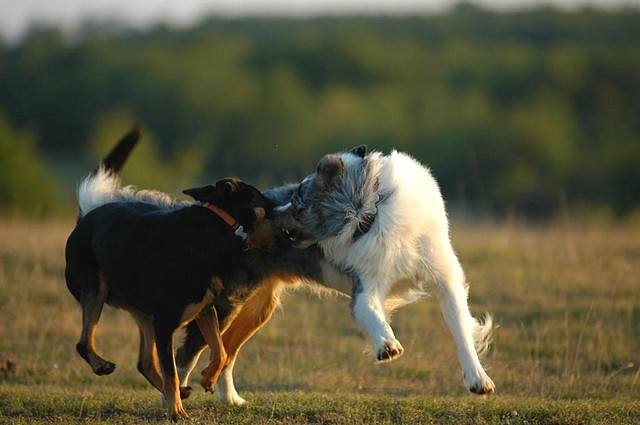 Les 2 Bergers en Dordogne 3969568174_59f79980ce_o