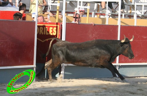 Villamayor (Zaragoza)   9-9-2009 Ganaderia Hnos Murillo (Tauste) 3920257178_d3f5c1d6ef