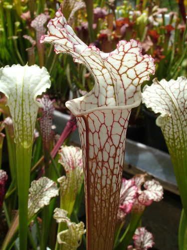 Sarracenia le retour... 3698813958_cbba05fa0e