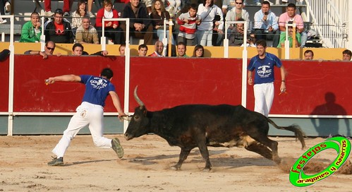 Borja (Zaragoza) 19-09-2009 Concurso de recortadores con anillas, ganaderia Hnos Ozcoz (Fuente de Ebro, Zaragoza) 3943495771_5e7eb624e6