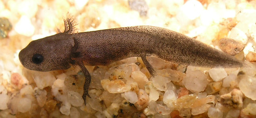 Paramesotriton laoensis 3360406688_a03ff923af