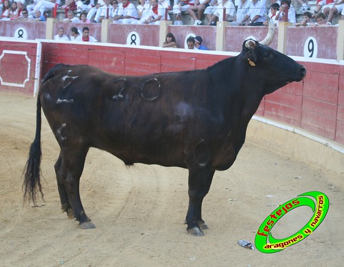 Cintruenigo (Navarra) 11-09-09 despedida de Jose Luis Pejenaute, exhicion de saltos, moto, quad y anillas, ganaderia Santos Zapateria (Valtierra, Navarra) 3926155785_498ddfa275