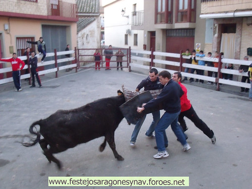 DIA 17-01-09  PRADILLA DE EBRO -  GANADO DE CUARTERO 3206330966_8404400203