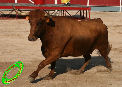 Borja (Zaragoza) desafio de ganaderias Murillo Conde (Tauste, Zaragoza) y Jose Arriazu e hijos (Ablitas, Navarra) 3965907732_480ed18cfd