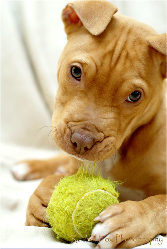 Charlie - gorgeous pitbull pup *rehomed* - Page 2 3180693632_c8f7474769