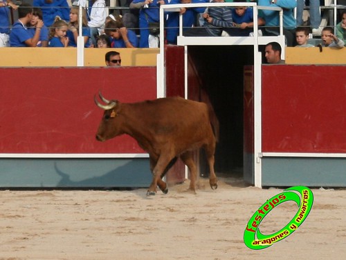 Borja (Zaragoza) 19-09-2009 Concurso de recortadores con anillas, ganaderia Hnos Ozcoz (Fuente de Ebro, Zaragoza) 3943491509_19c50e3c09