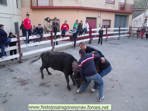 DIA 17-01-09  PRADILLA DE EBRO -  GANADO DE CUARTERO 3205491683_859b7a115a