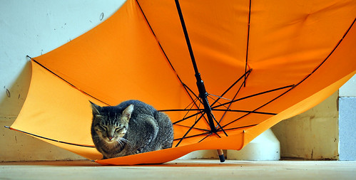 Orange Umbrella