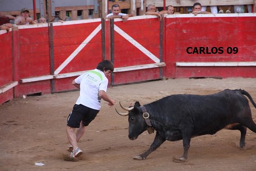 CORTES (NAVARRA) 27-09-09 GANADERIA USTARROZ de ARGUEDAS 3965333569_840e91630e