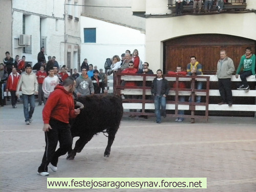 DIA 17-01-09  PRADILLA DE EBRO -  GANADO DE CUARTERO 3206341904_ef2c9884c4