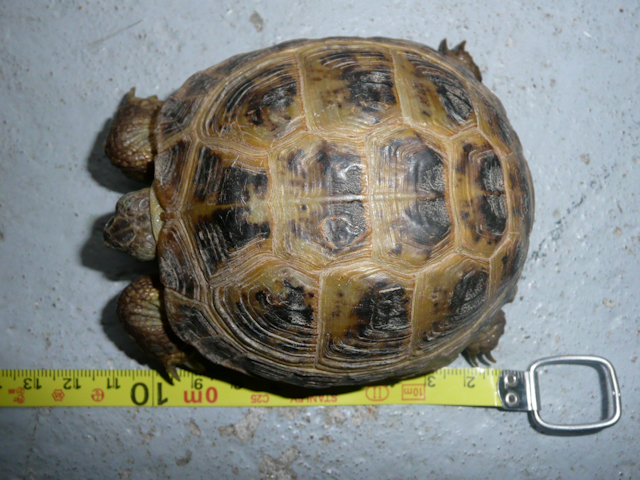 Tortue trouvée / dmde identification espèce et sexe. 3926128645_f3f6fc1712_o