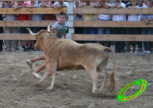 Ribaforada (Navarra)  25-08-2009 ganaderia Santos Zapateria (Valtierra) 3861861425_7ba30589bd