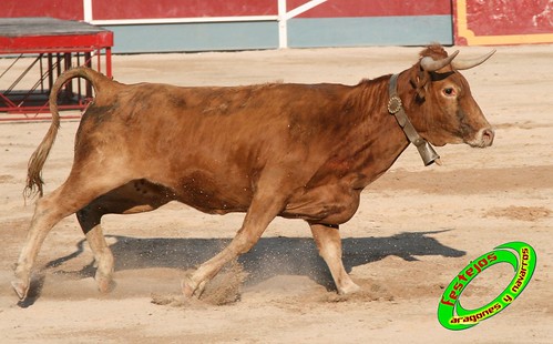 Borja (Zaragoza) desafio de ganaderias Murillo Conde (Tauste, Zaragoza) y Jose Arriazu e hijos (Ablitas, Navarra) 3965901300_14cb205e1e