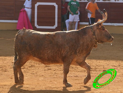 Tudela (Navarra) 26-07-2009 Ganaderia Ustarroz (Arguerdas, Navarra) 3765591797_5f9d8e7b46