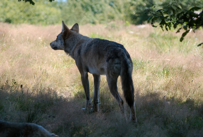 Les loups de la Chabrière 3811076828_0649ac4f33_o