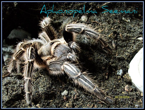 aphonopelma seemani - Page 2 3794775290_8fcbfd7141