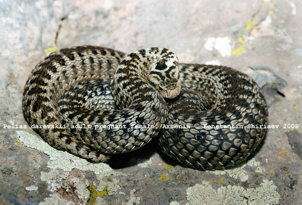 Pelias(Vipera) darevskii bilder 4570811343_8406ab73d5_o