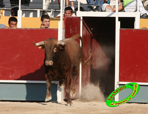 Borja (Zaragoza) desafio de ganaderias Murillo Conde (Tauste, Zaragoza) y Jose Arriazu e hijos (Ablitas, Navarra) 3965869094_a21f19591f