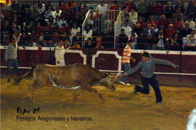 Cadreita (Navarra) 18-07-2009 noche Ganaderia de Enrique Dominguez (Funes, Navarra) 3742309132_f89dde381e_o