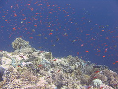 les aquarium d'eau de mer tros chargger ou pas naturel  3887826075_01b6efccc7_m