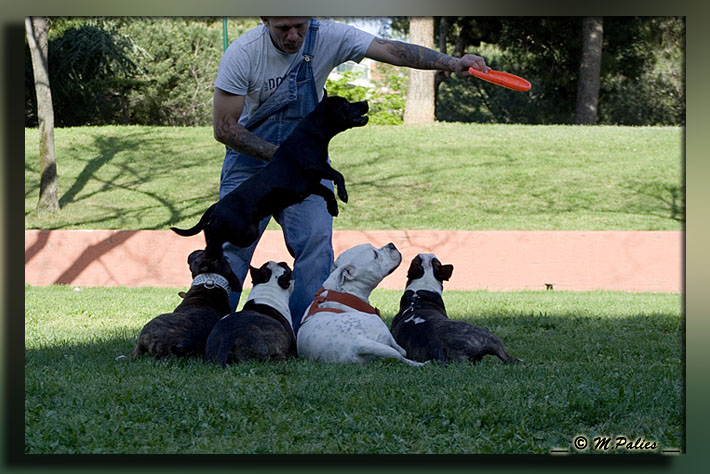 apprendre le frisbee - Page 2 3468286987_37e0ef0b83_o