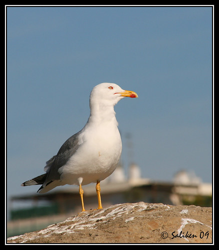 gaviota  2