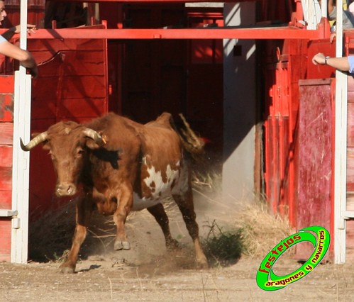 Concurso de casetas de recortadores con anillas, ganaderia Begoña Arnillas (Casetas, Zaragoza) 3971976955_52109a5ce3