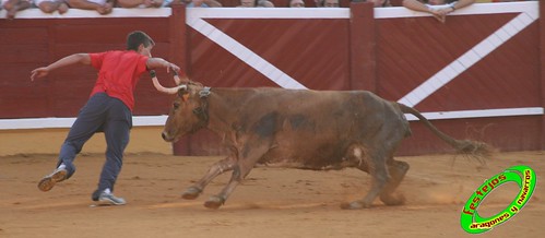 Tudela (Navarra) 26-07-2009 Ganaderia Ustarroz (Arguerdas, Navarra) 3765611253_89783ab8e3