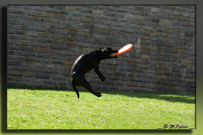 apprendre le frisbee - Page 2 3469104538_2aa21c70d4_o