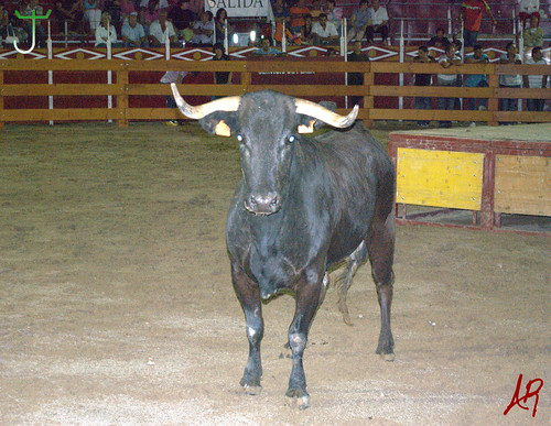 Quinto (Zaragoza) 18.7.2009 Embolado Hnos. Ozcoz y Vacas Hnos. Marcén 3743196168_bfa7c3b66b