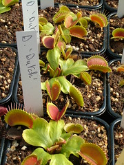 Dionaea..... 3467305495_e2568fddcb_m