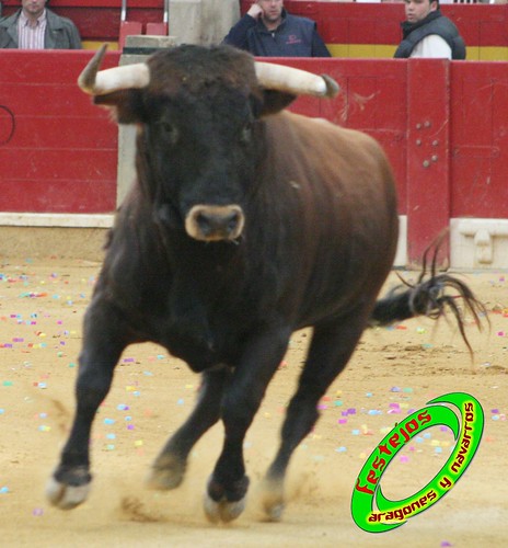 Zaragoza, Concurso de recortadores anillas con toros 4035301024_2888e7149c