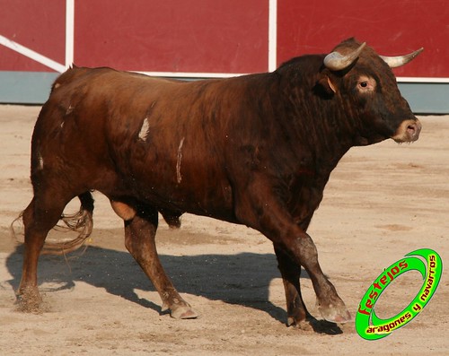 Borja (Zaragoza) desafio de ganaderias Murillo Conde (Tauste, Zaragoza) y Jose Arriazu e hijos (Ablitas, Navarra) 3965153707_9cf371b286