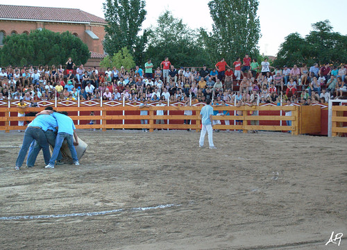 Quinto (Zaragoza) 19.7.2009 "III Concurso de Recortadores y Roscaderos" (Ganaderías Hnos. Oliva Escudero, Hnos. Ozcoz y Hnos. Marcén) 3746662355_5ae5c66e36