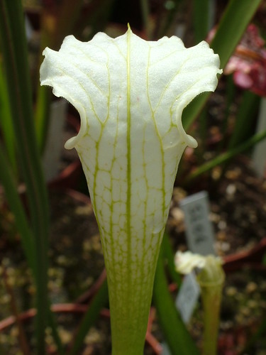 Sarracenia le retour... 3698008907_62c49b3230