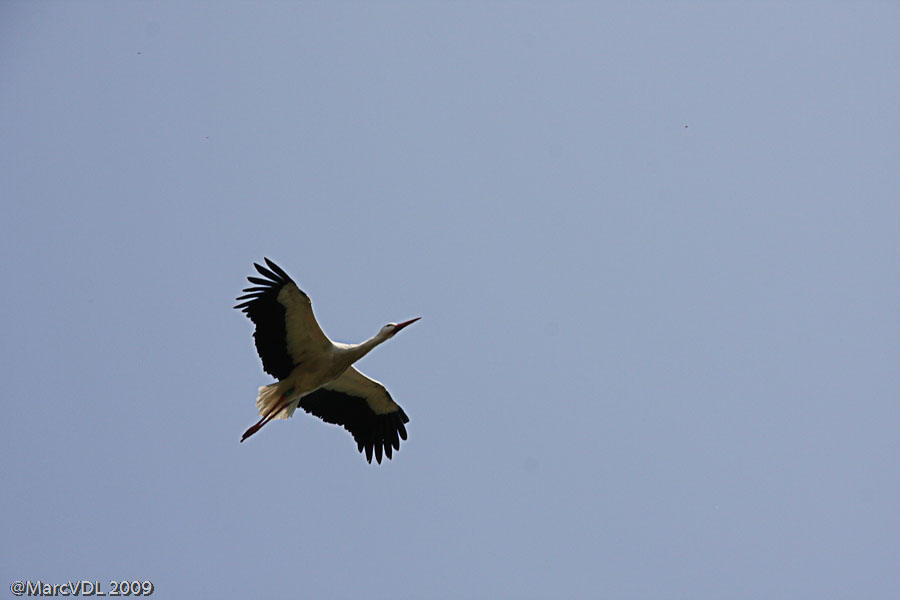 Sortie à Planckendael 18/4 : Les photos 3460032075_ac42355203_o