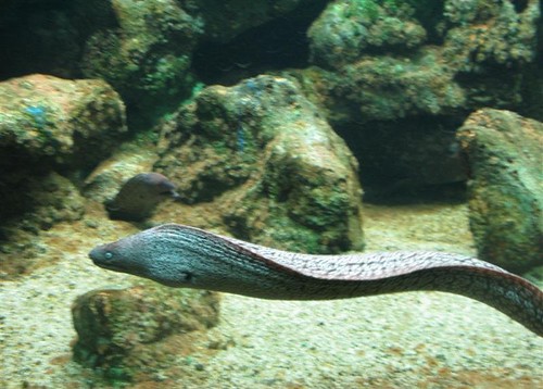 Sealand Aquarium, Noirmoutier 3657806659_085275eebb