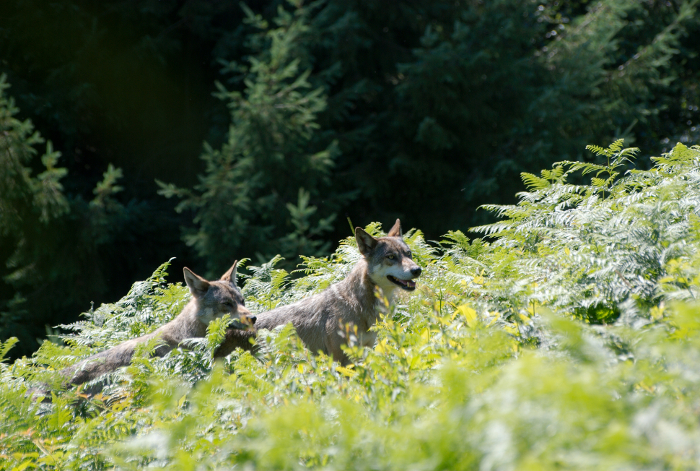 Les loups de la Chabrière 3810258819_bf3022c533_o